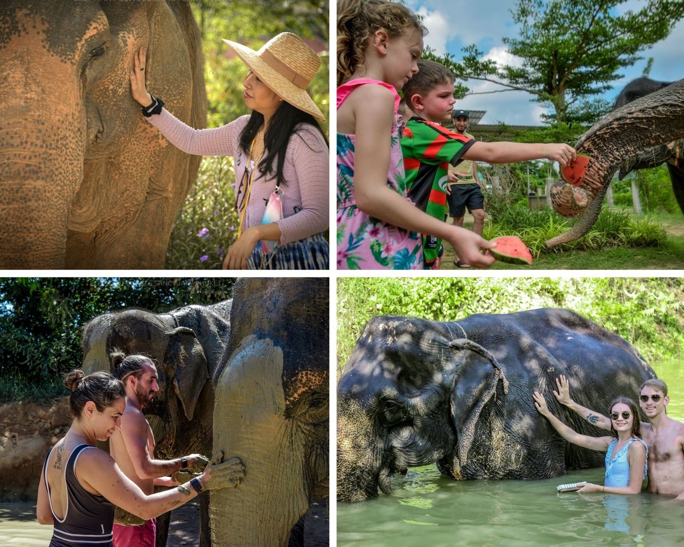 ปางช้างเอเลเฟ่น จังเกิล แซงชัวรี ภูเก็ต (Elephant Jungle Sanctuary Phuket)