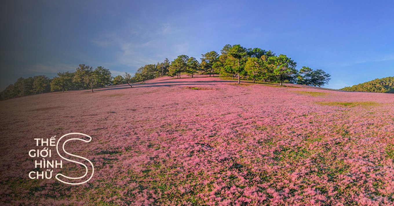 doi-co-hong-da-lat