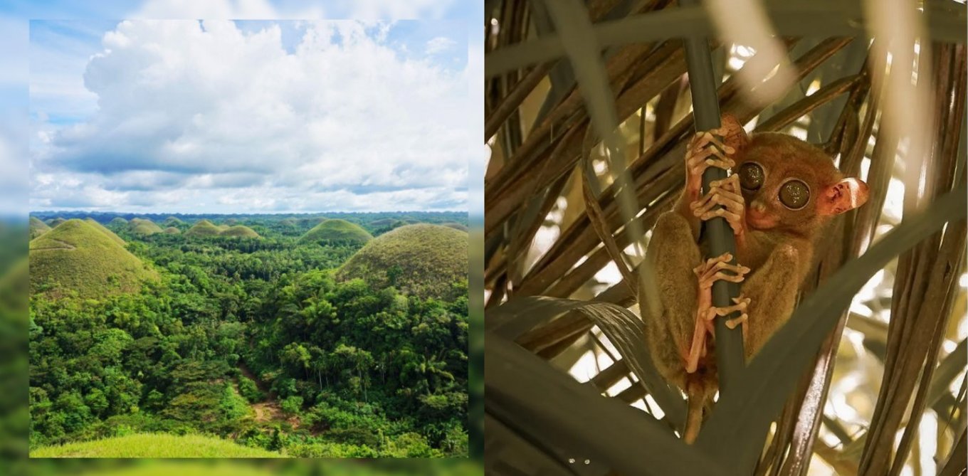 chocolate hills and philippine tarsier