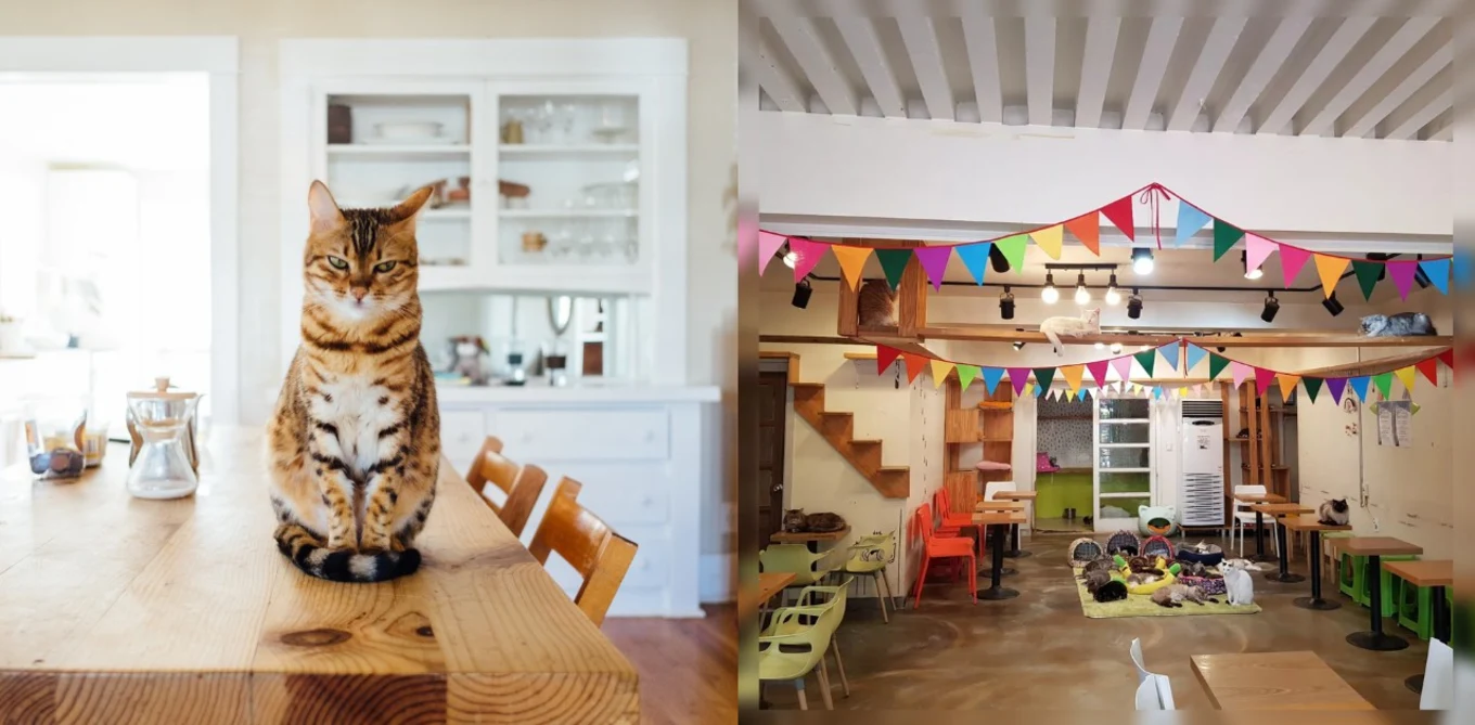 Cat sitting in the table and a cafe full of cat