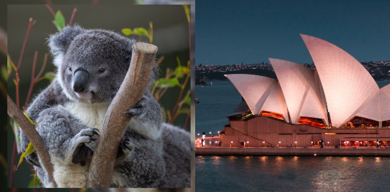 Koala and Sydney Opera House