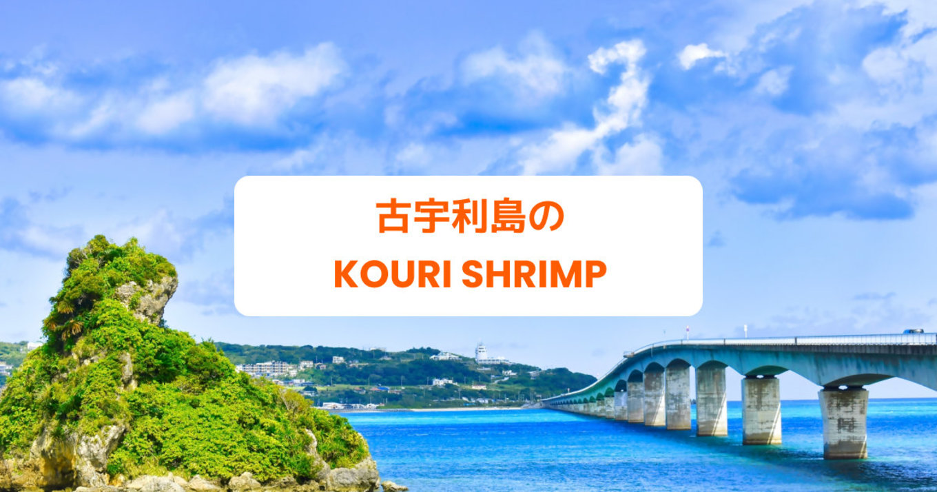 古宇利島　Kouri Shrimp