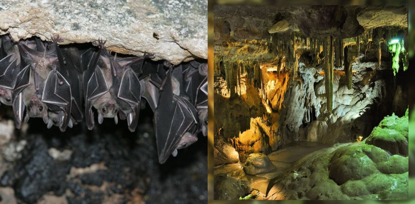 Bats and inside of a cave