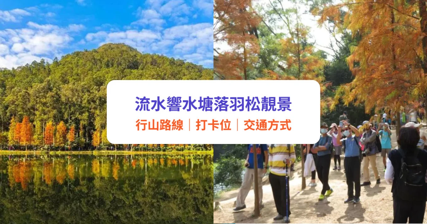 流水響水塘｜天空之鏡落羽松靚景！新手適合行山路線｜附交通＋打卡位