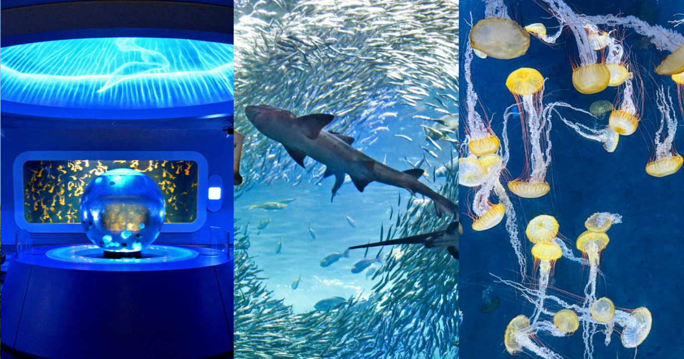 新江ノ島水族館は神奈川で大人気のレジャースポット