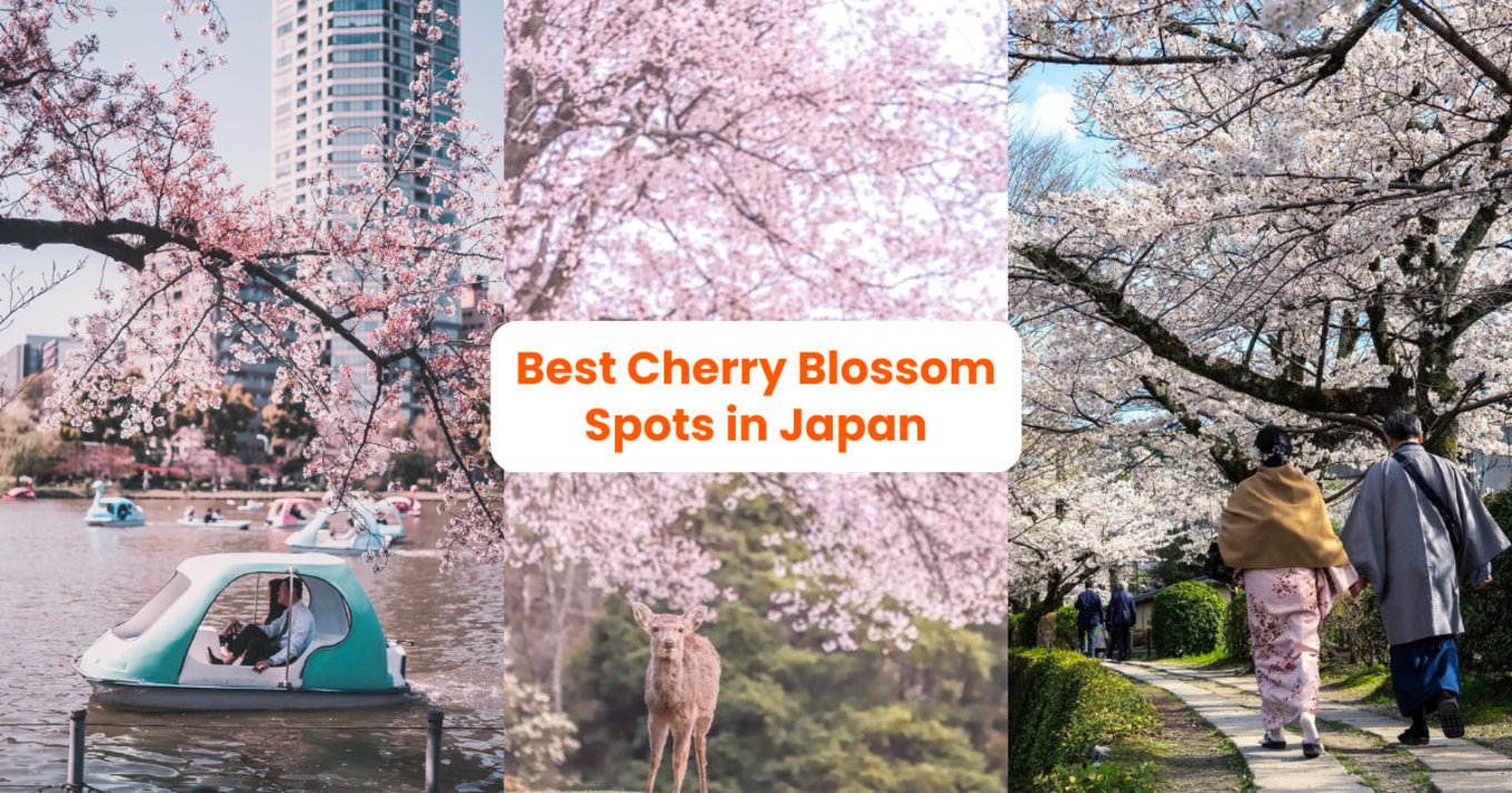 Japan Cherry Blossom Forecast 2024: When and Where to View Cherry ...