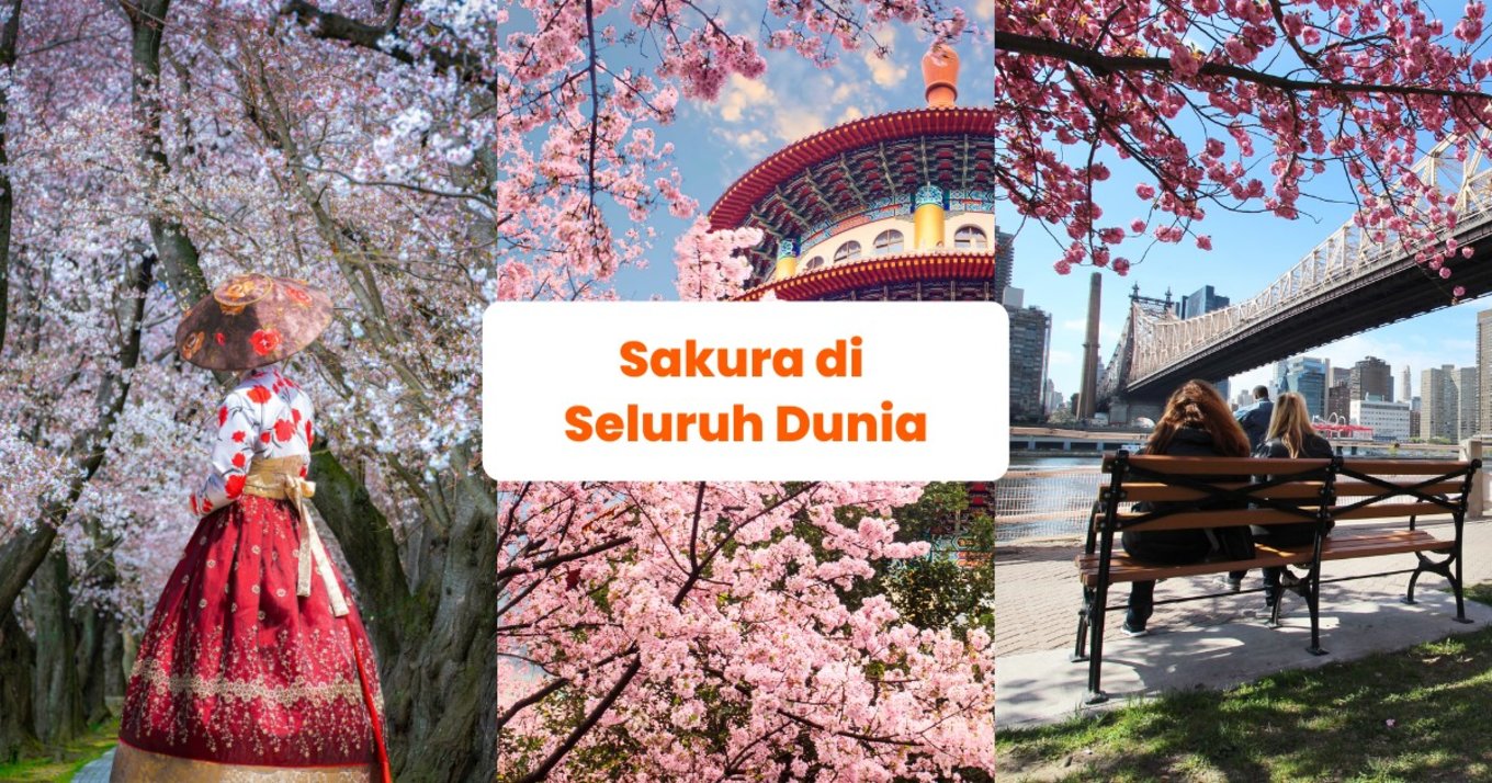 Blog Cover ID - Negara yang Mempunyai Sakura