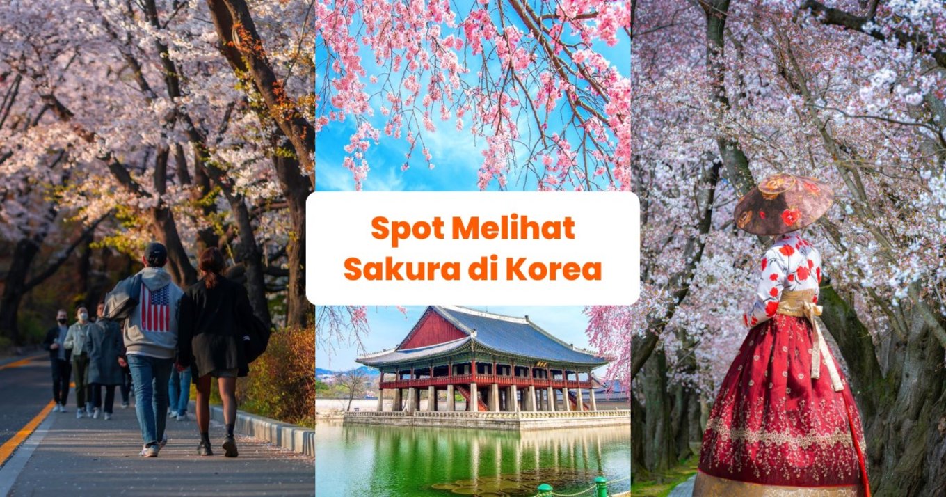 Blog Cover ID - Spot Melihat Sakura di Korea 