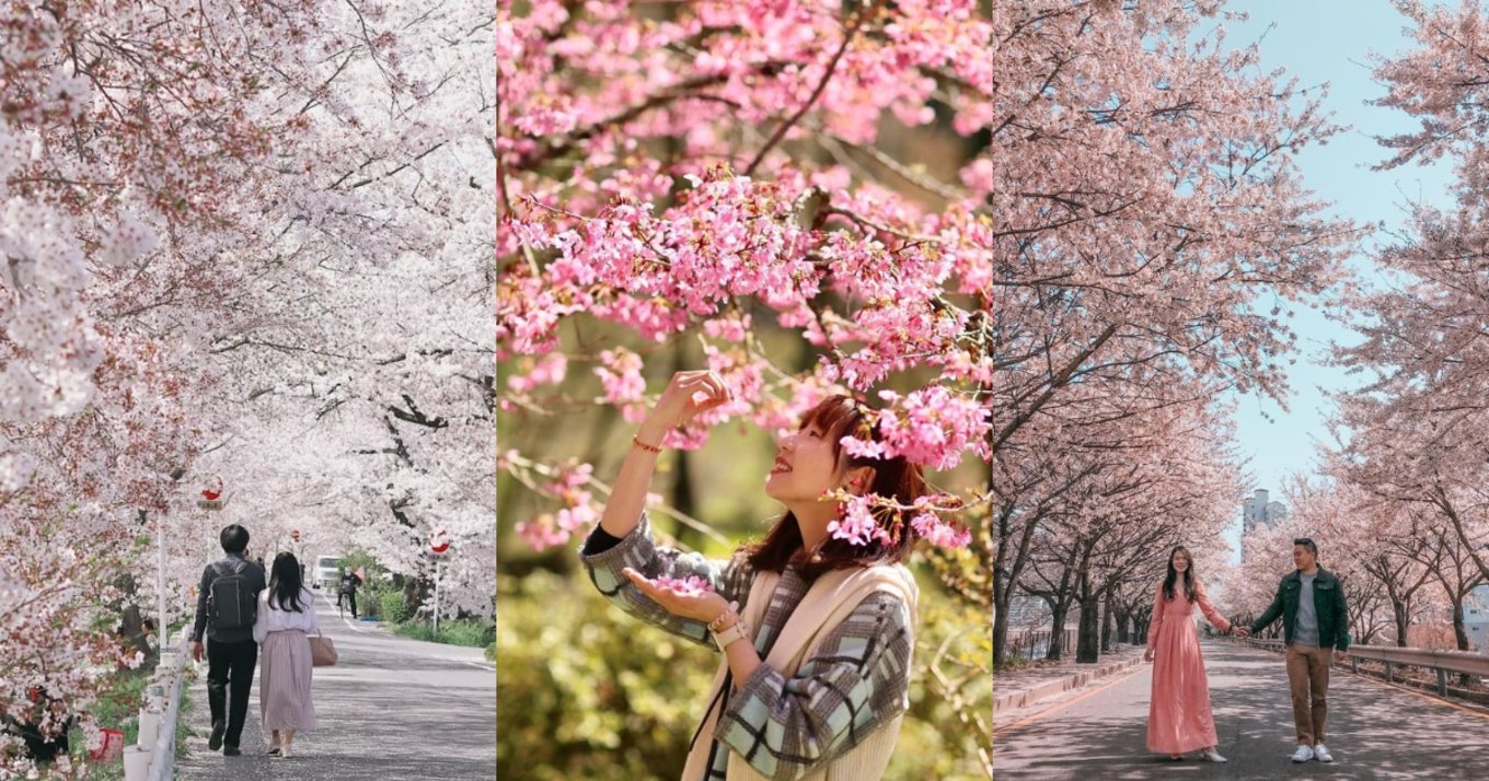 cherry blossom experiences 2023