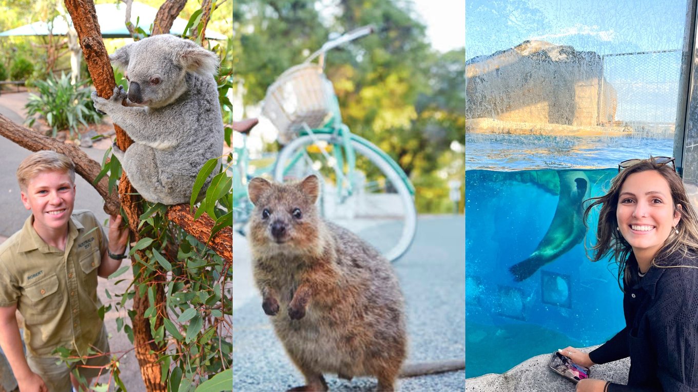 cutest-animals-in-australia-and-where-to-see-them