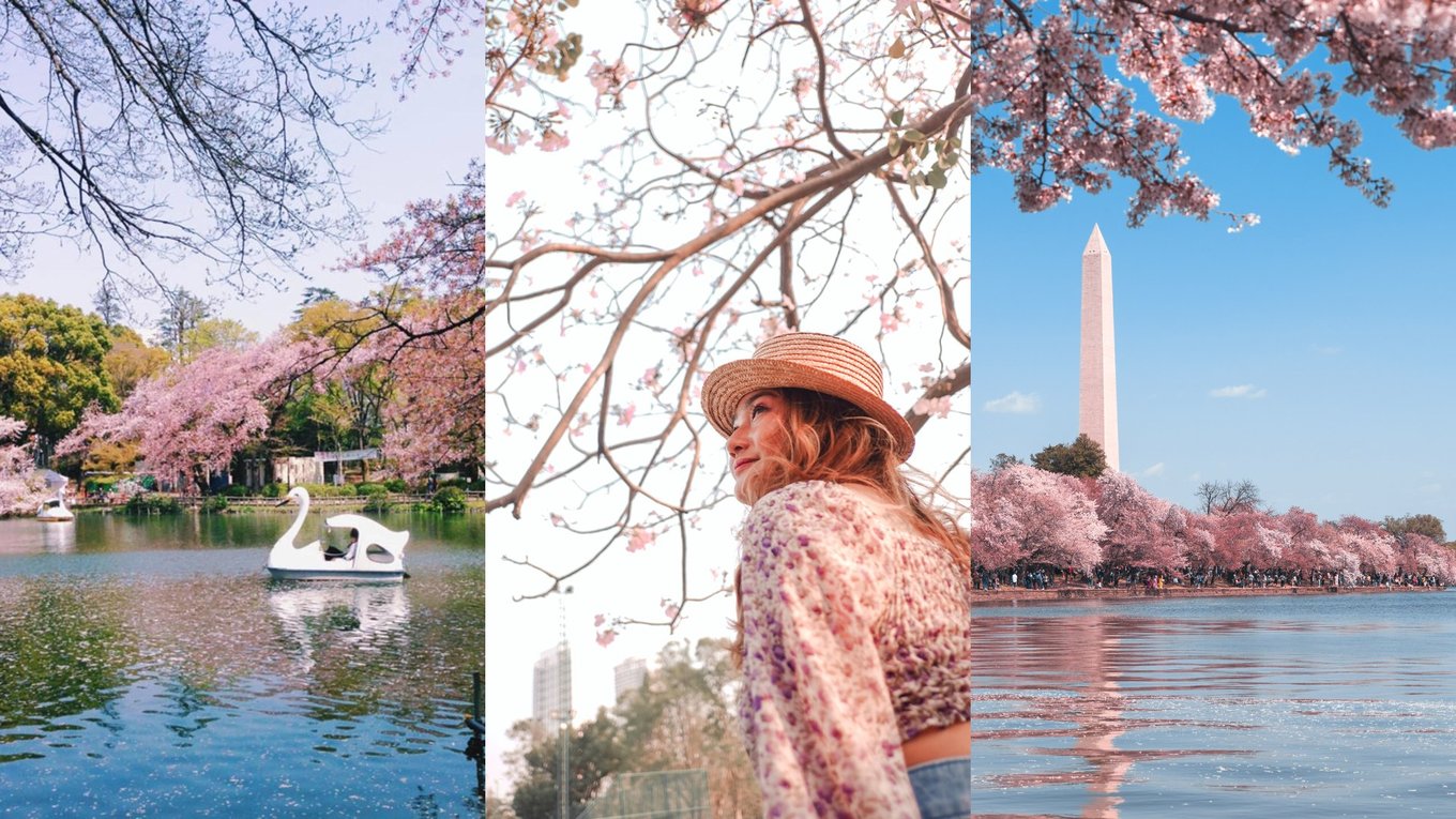12 cherry blossom destinations around the world