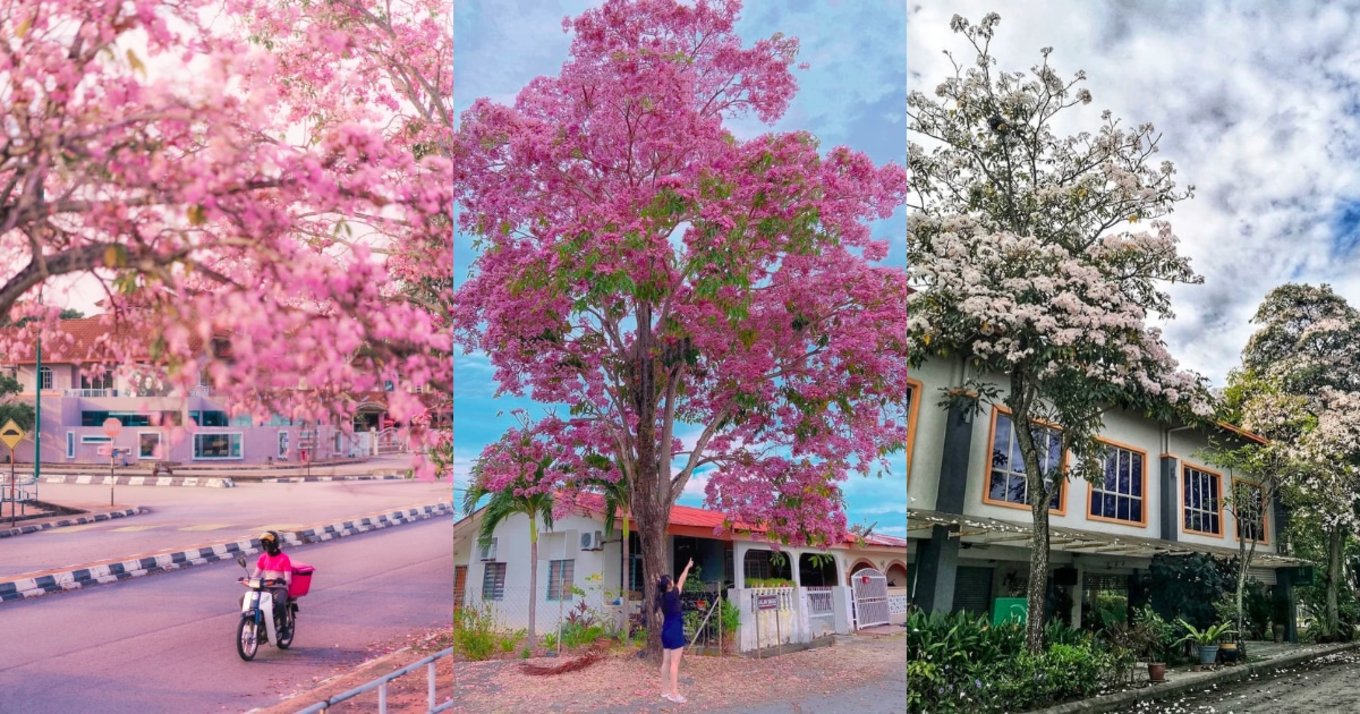 cherry blossoms in malaysia