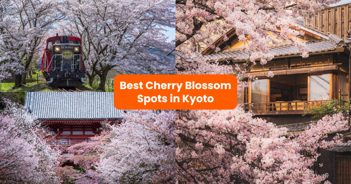 where to see cherry blossoms in kyoto