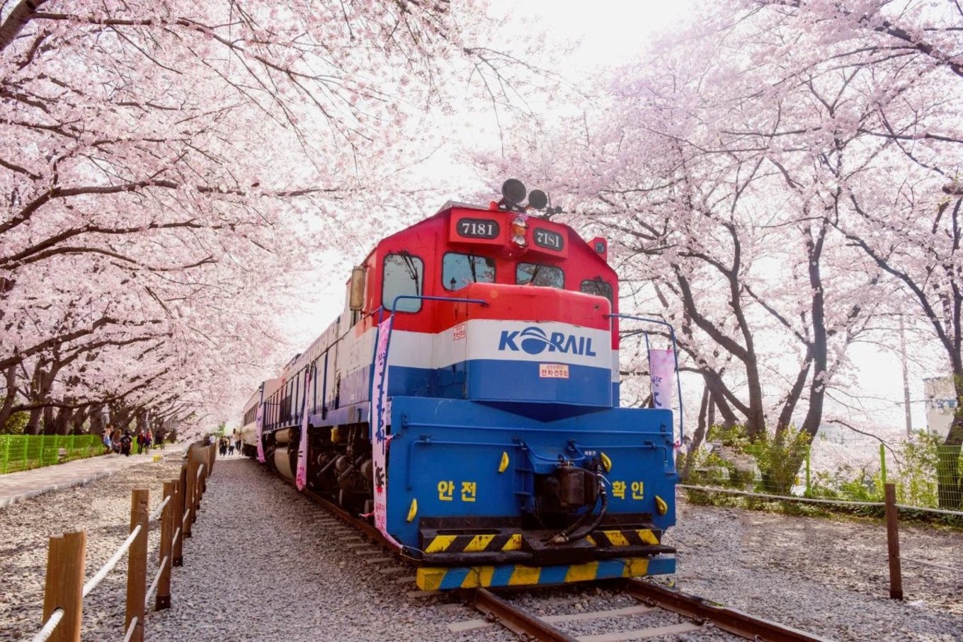 韩国樱花火车