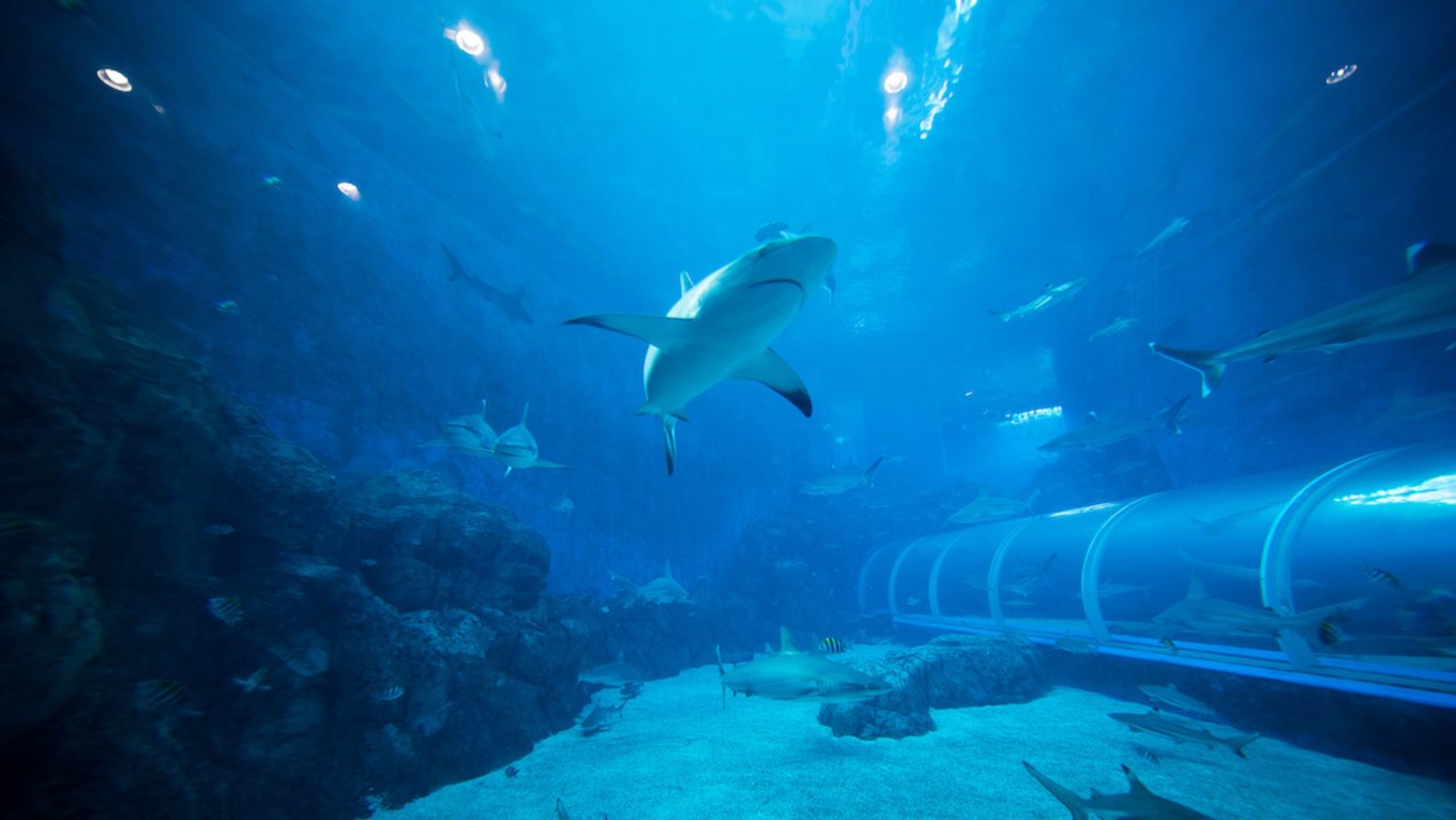 S.E.A. Aquarium Shark
