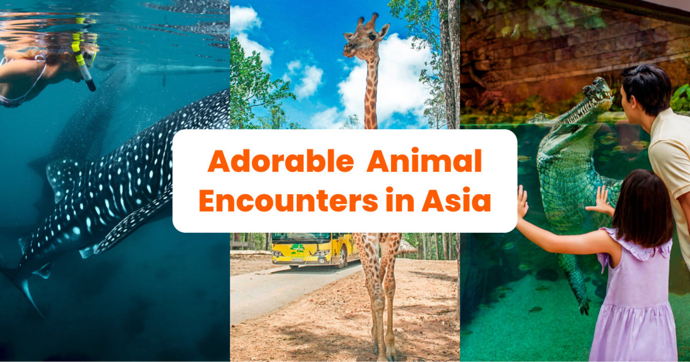 Adorable Animal Encounters in Asia banner