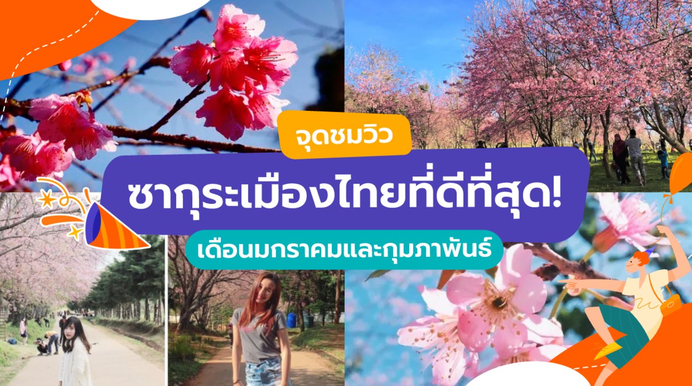 17_จุดชมวิวซากุระเมืองไทยที่ดีที่สุด!--เดือนมกราคมและกุมภาพันธ์
