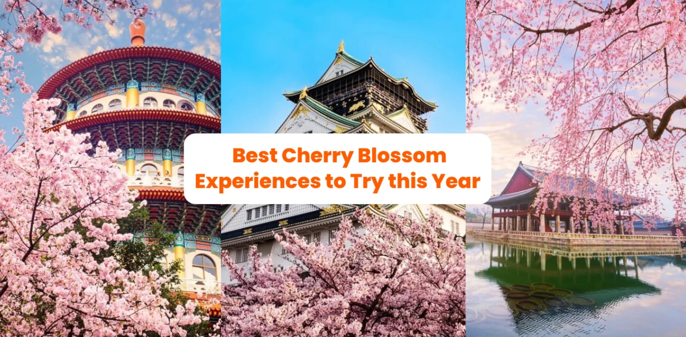 Pink Skies from Sunrise to Sunset: Best Cherry Blossom Experiences to Try this 2023!
