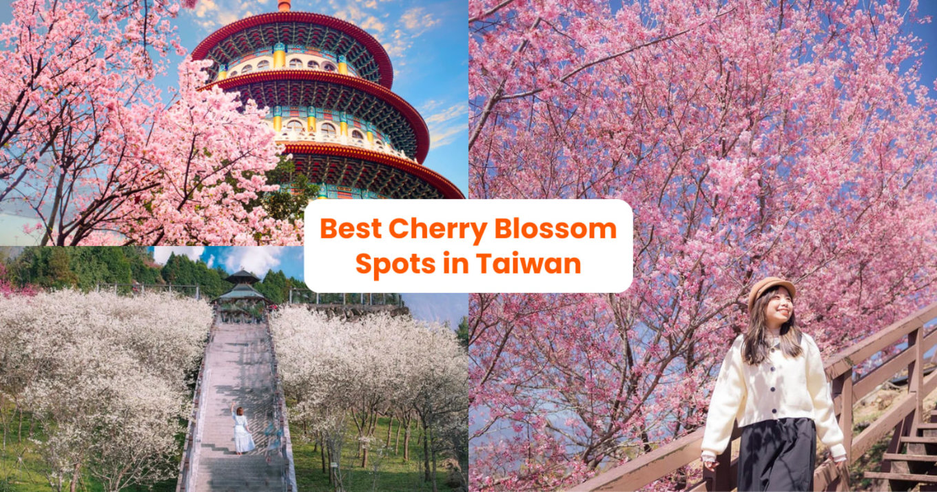 taiwan cherry blossom forecast 2024
