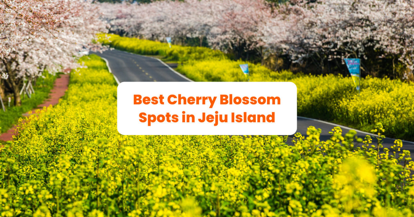 a road in jeju with cherry blossoms and canola flowers in full bloom on both sides