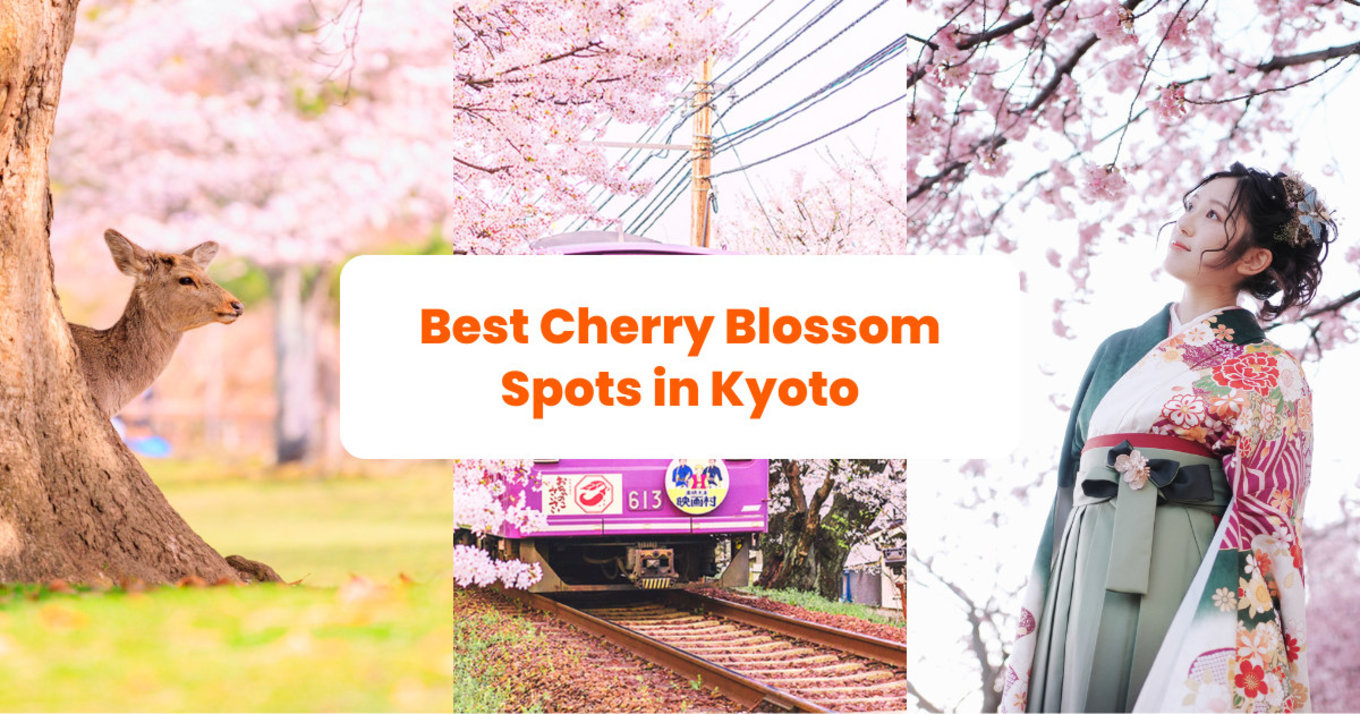 Kyoto Cherry Blossoms blog banner