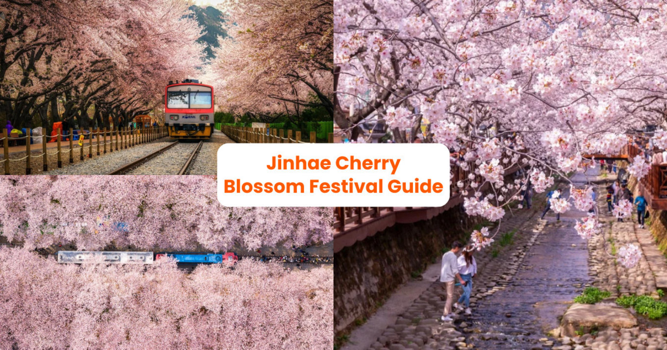 jinhae cherry blossom festival 