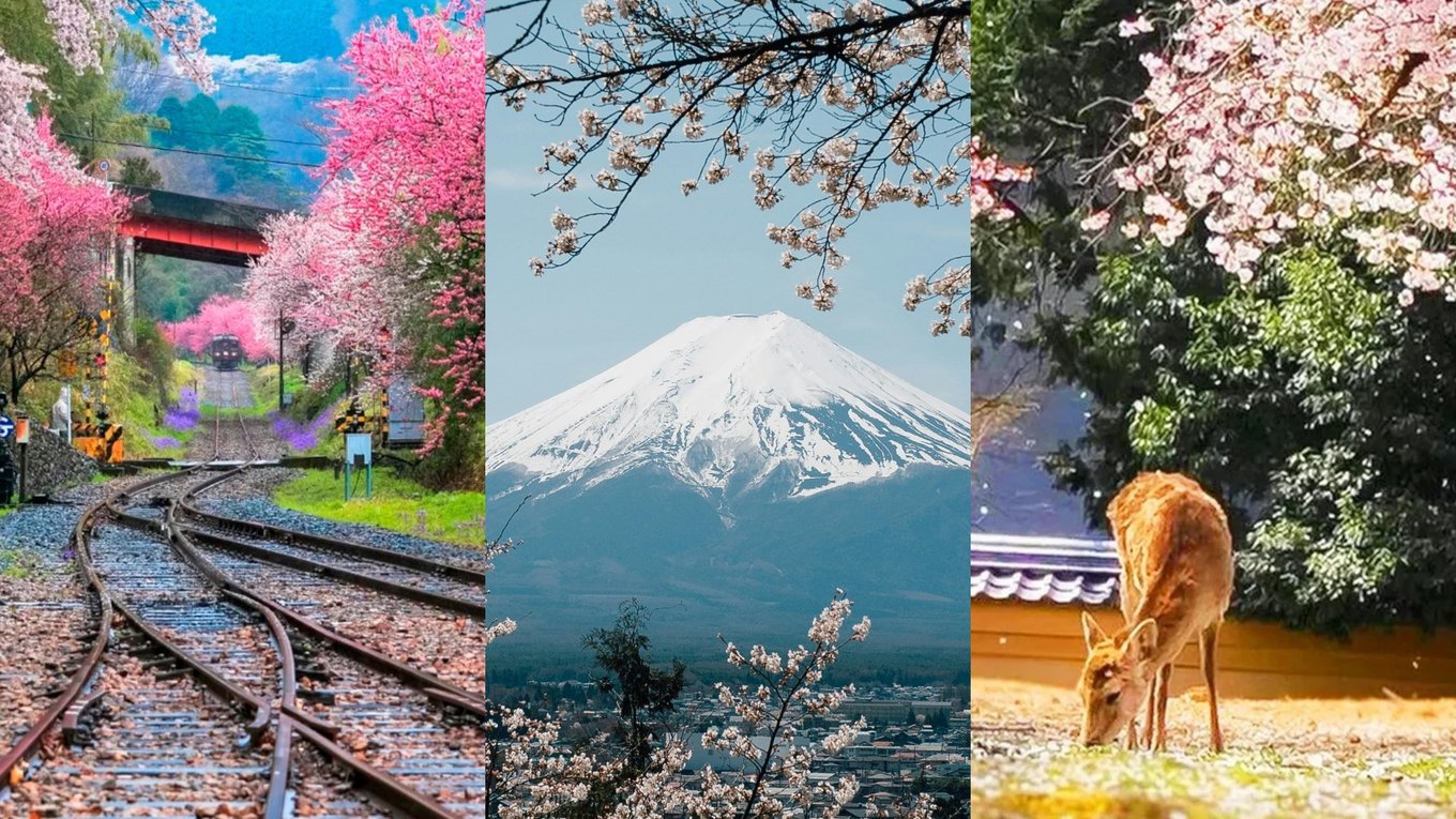 cherry-blossom-tours-japan head banner