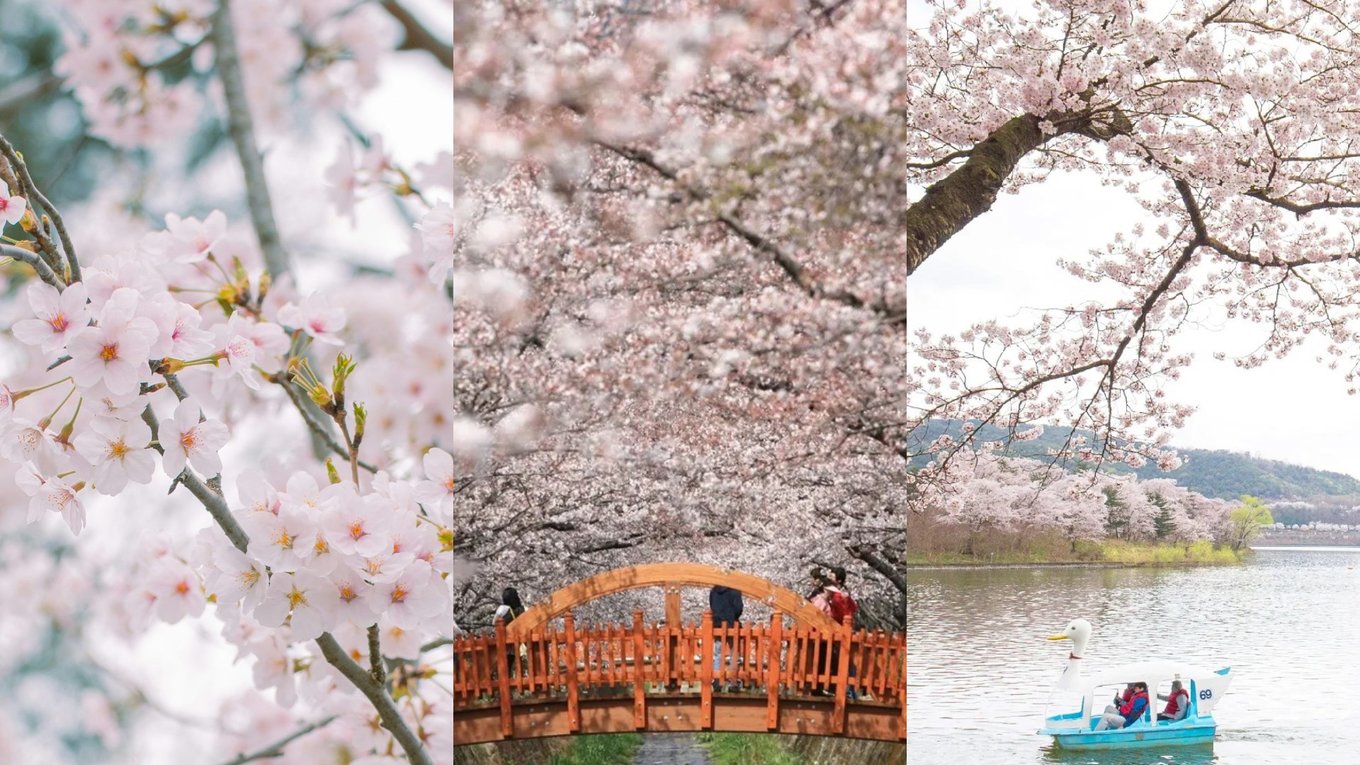 cherry-blossom-korea head banner
