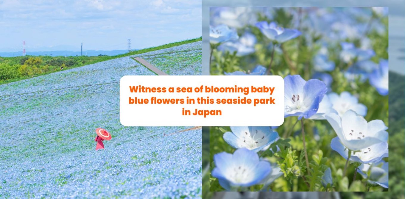 hitachi seaside park blue flowers