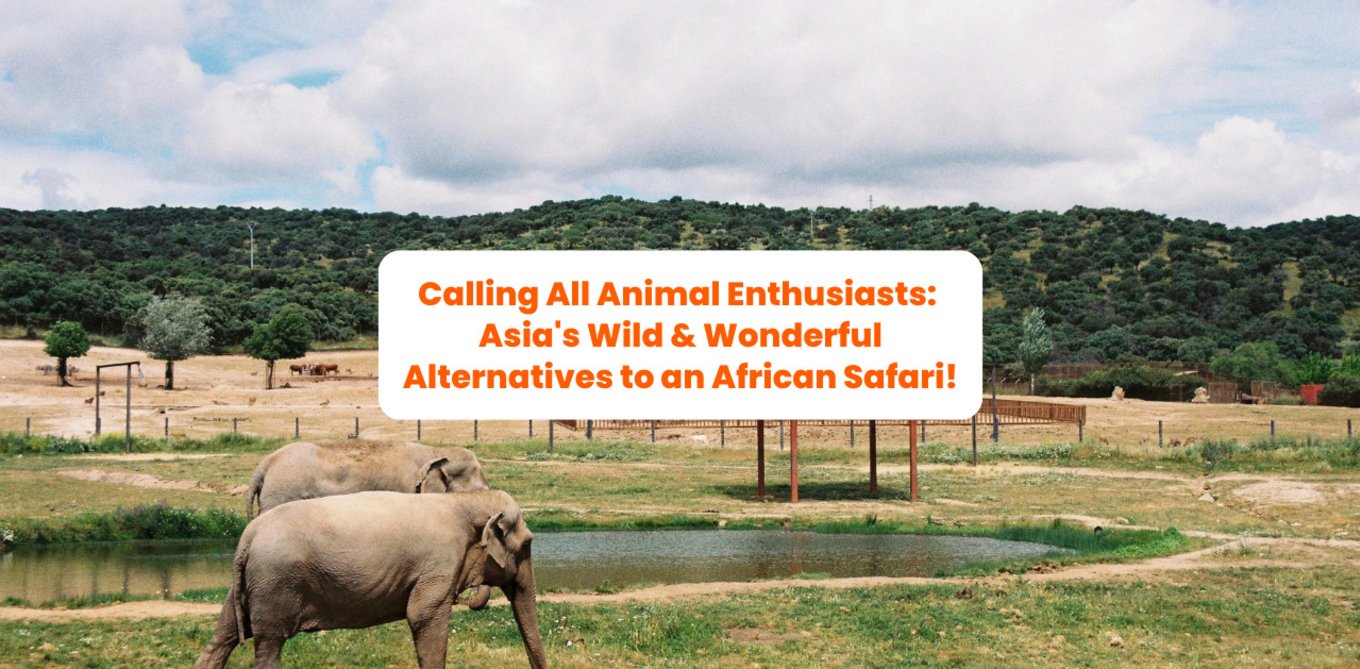 PH ASIAN SAFARI