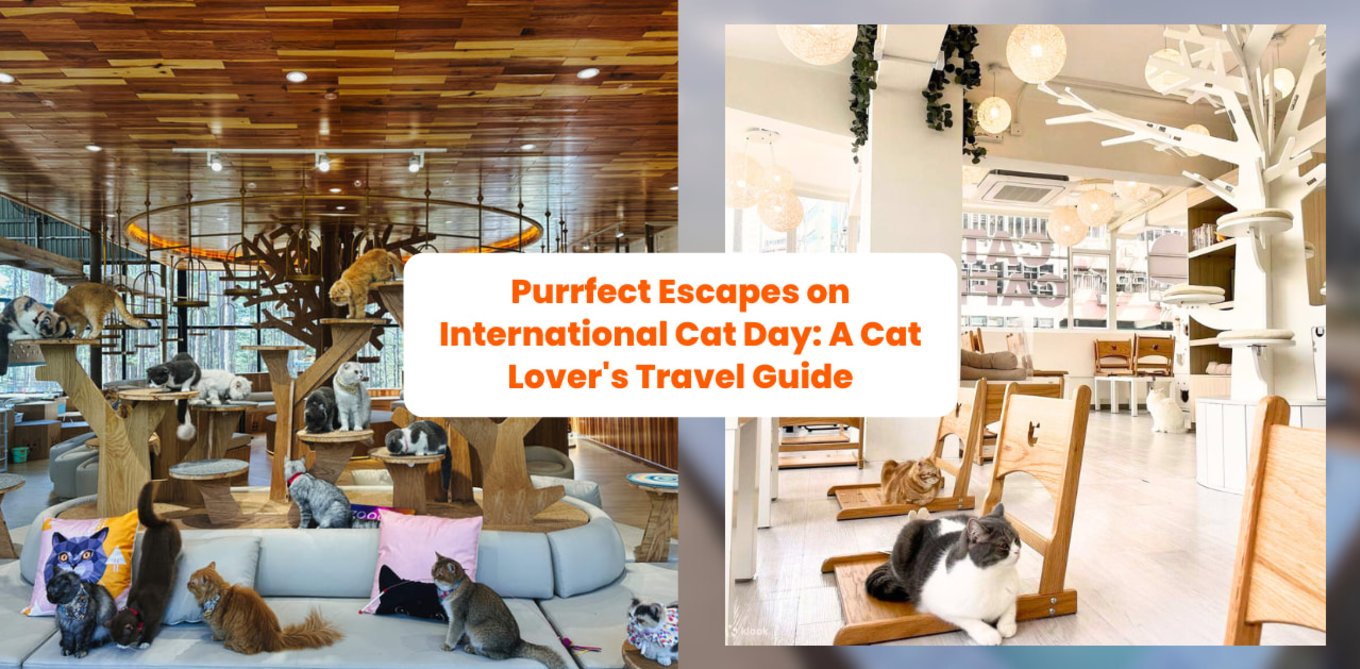 international cat day header image