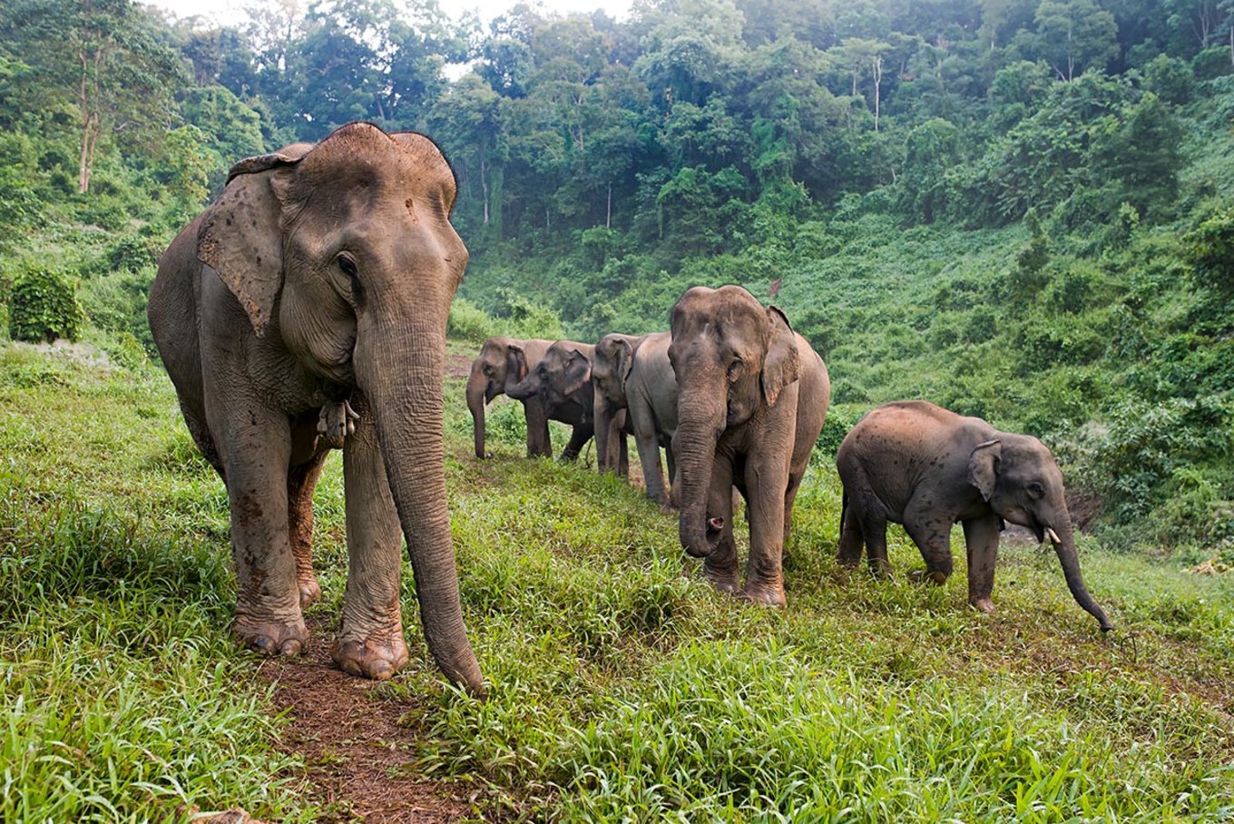 Elephant Conservation Center Laos