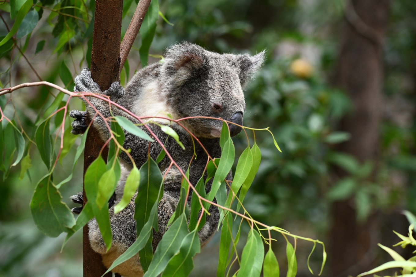 WildWelfare MOU