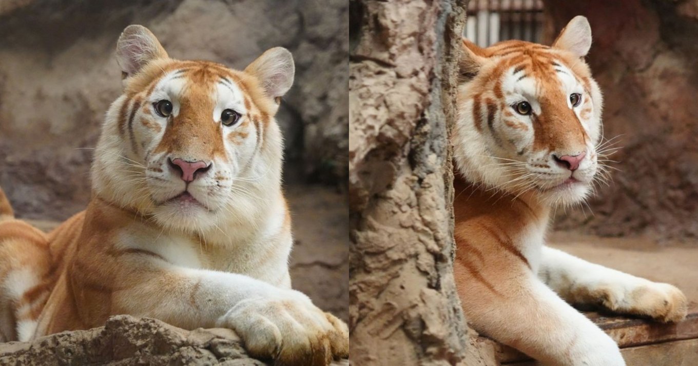 Ava and Luna Golden Tigers at Chiang Mai Night Safari in Thailand