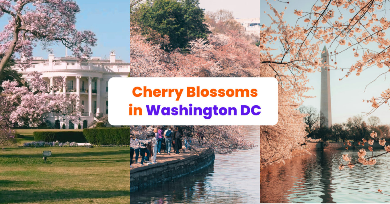 DC Cherry blossoms banner