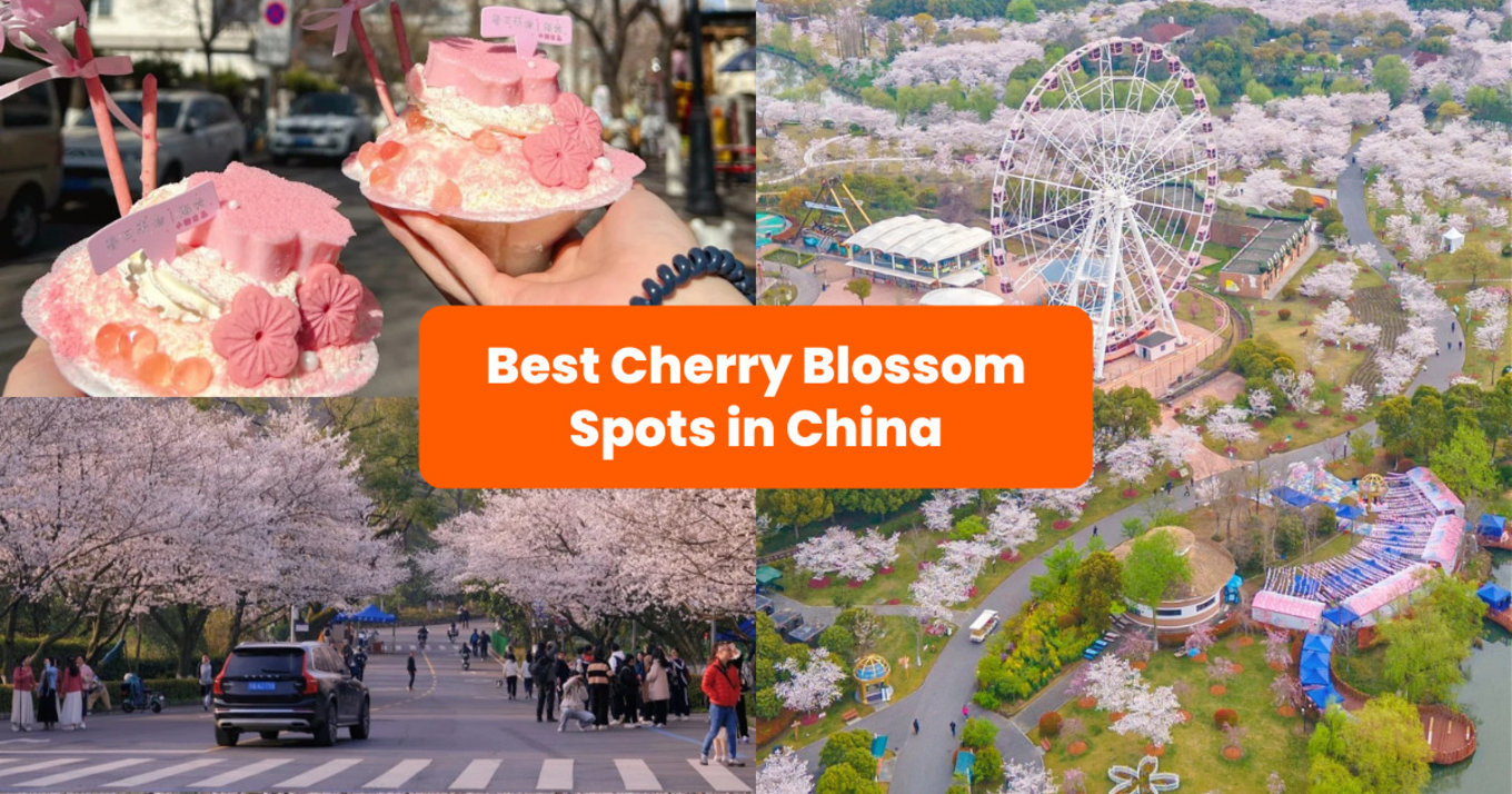 China Cherry Blossom Forecast and Viewing Spots