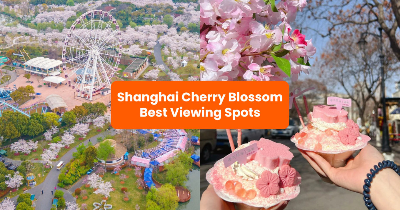 Top Spots for Shanghai Cherry Blossom Viewing