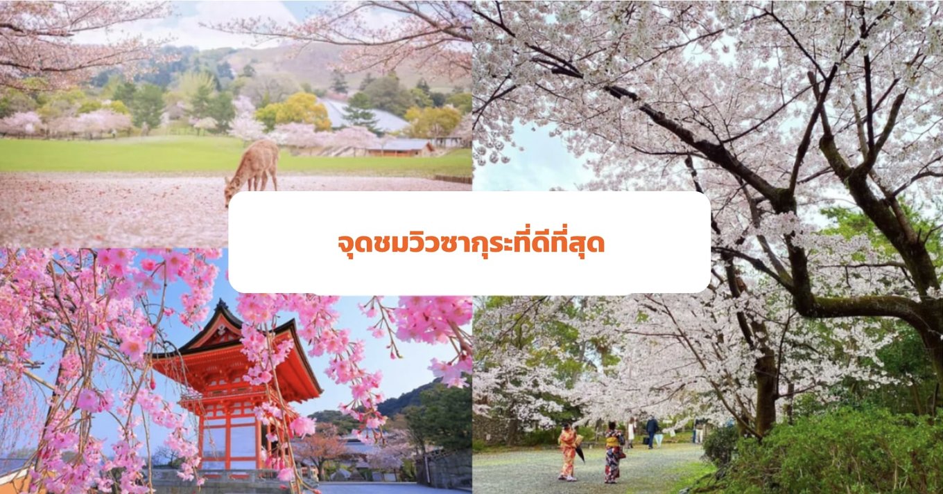 11_พยากรณ์ดอกซากุระบานในญี่ปุ่นปี-2024--สถานที่ชมดอกซากุระในญี่ปุ่น