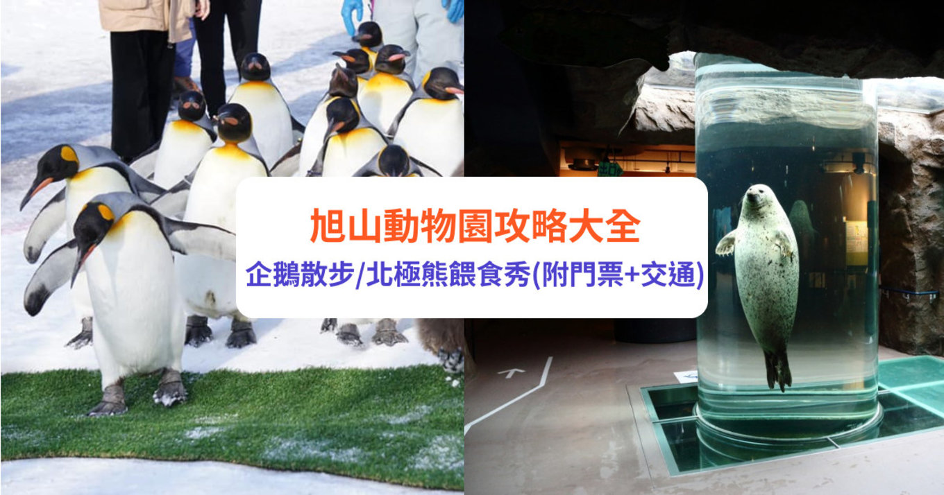 旭川 旭川景點 北海道 北海道景點 北海道親子遊 北海道自由行 北海道景點2025 旭山動物園 旭山動物園企鵝 旭山動物園企鵝散步 旭山動物園冬天 旭山動物園冬季 旭山動物園北極熊