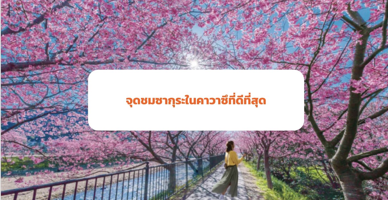 Cherry Blossom In Kawazu