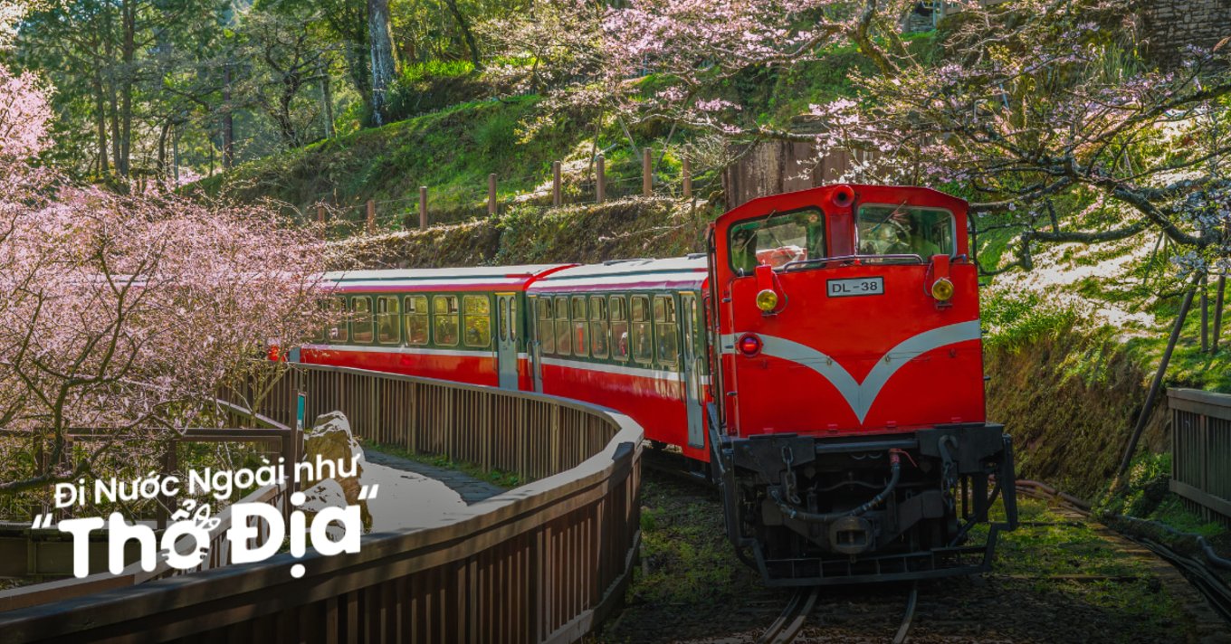 hoa-anh-dao-dai-loan