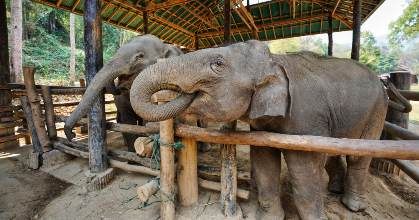 Klook Assessed Elephant Sanctuaries Blog Cover