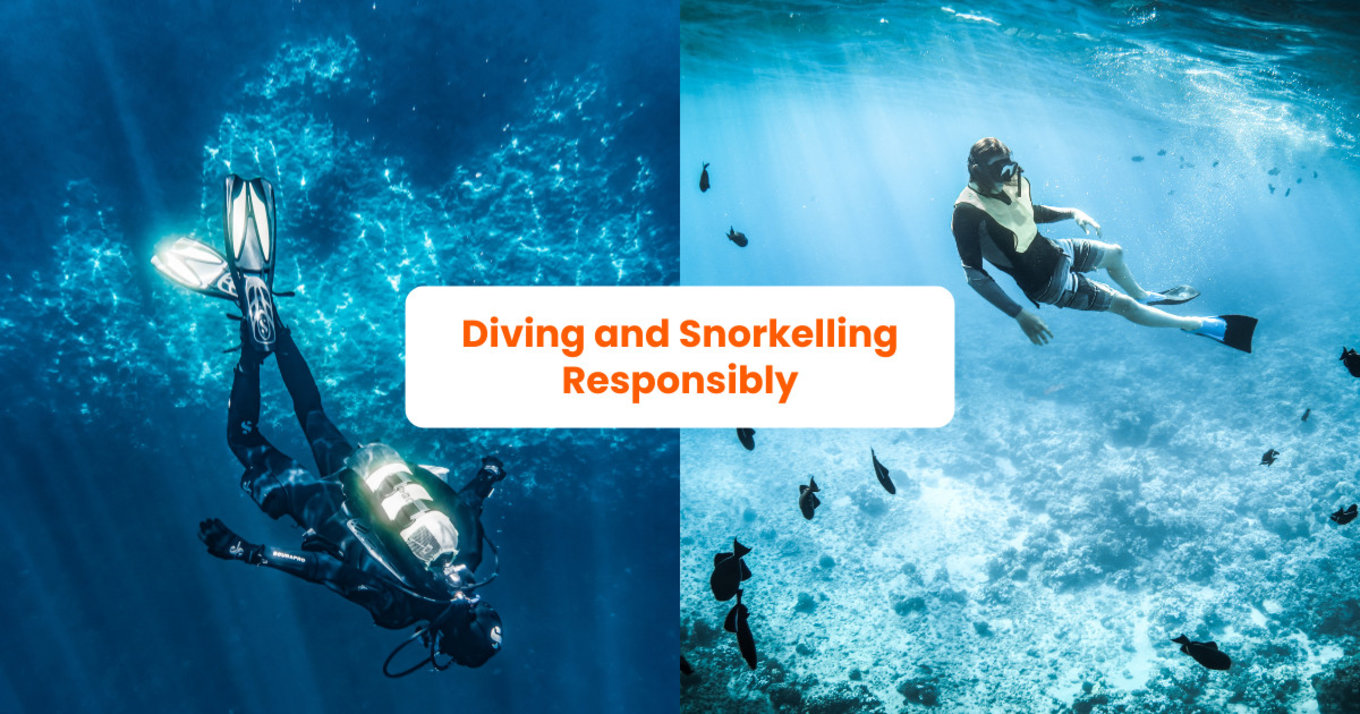 Diving and Snorkelling Responsibly (Blog Cover)