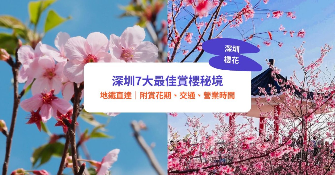 深圳櫻花,深圳賞櫻,櫻花列車,深圳櫻花列車