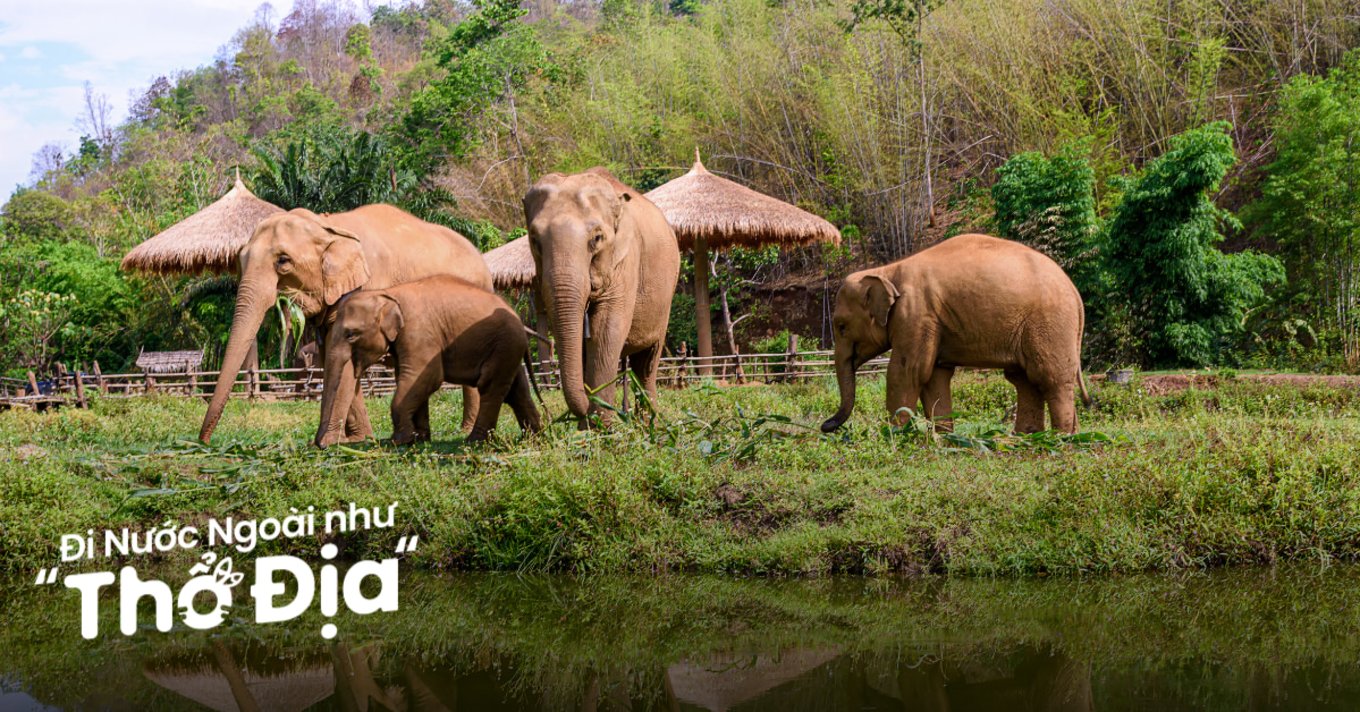 du-lich-phuket-cho-nguoi-yeu-dong-vat