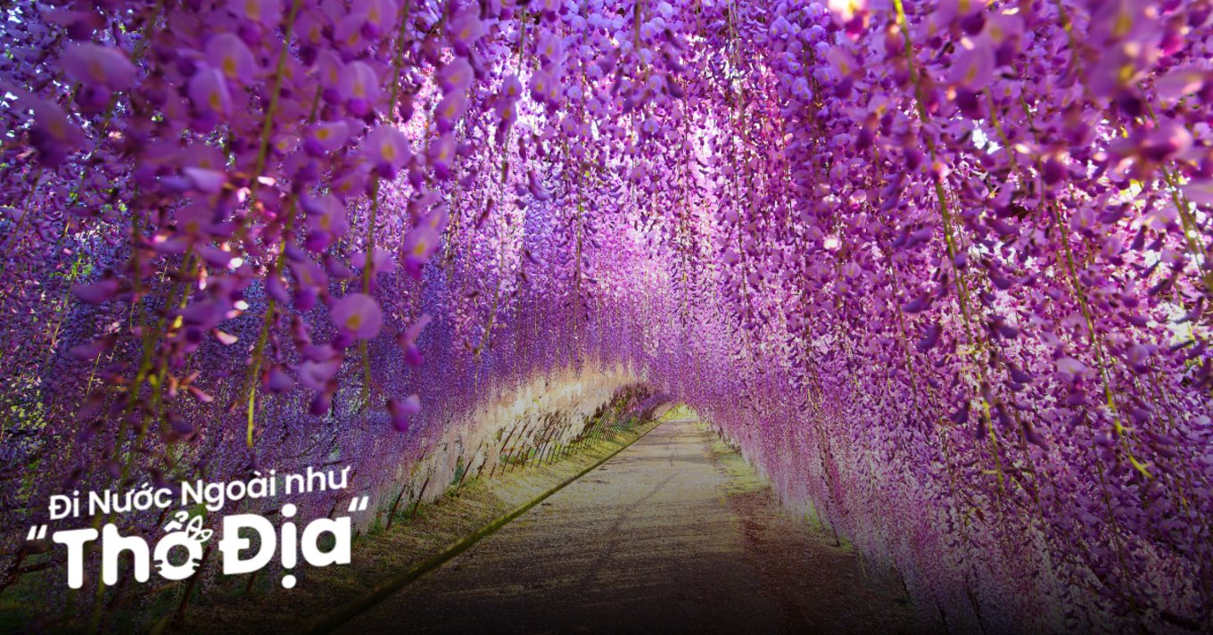 mua-hoa-tu-dang-nhat-ban