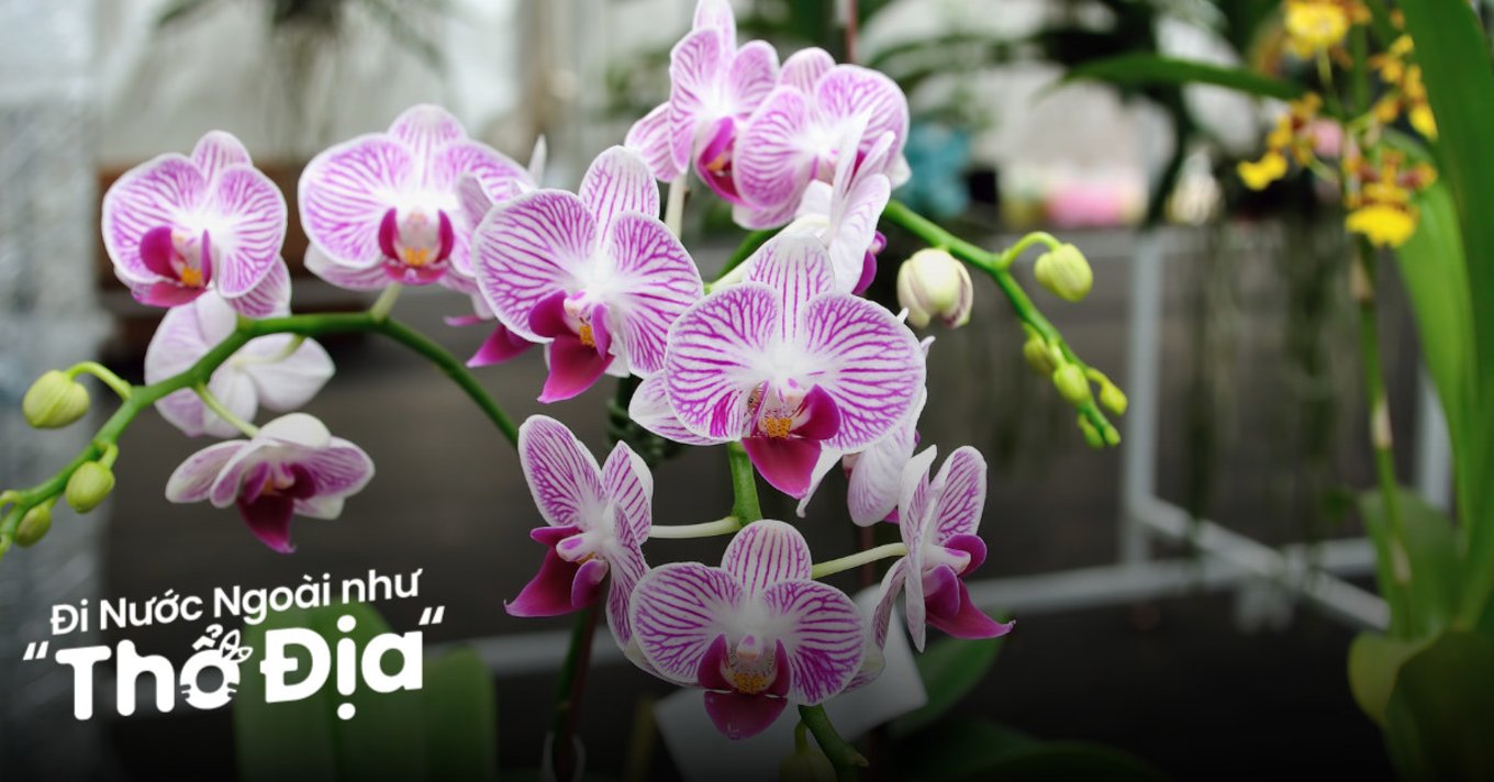 vuon-lan-quoc-gia-singapore