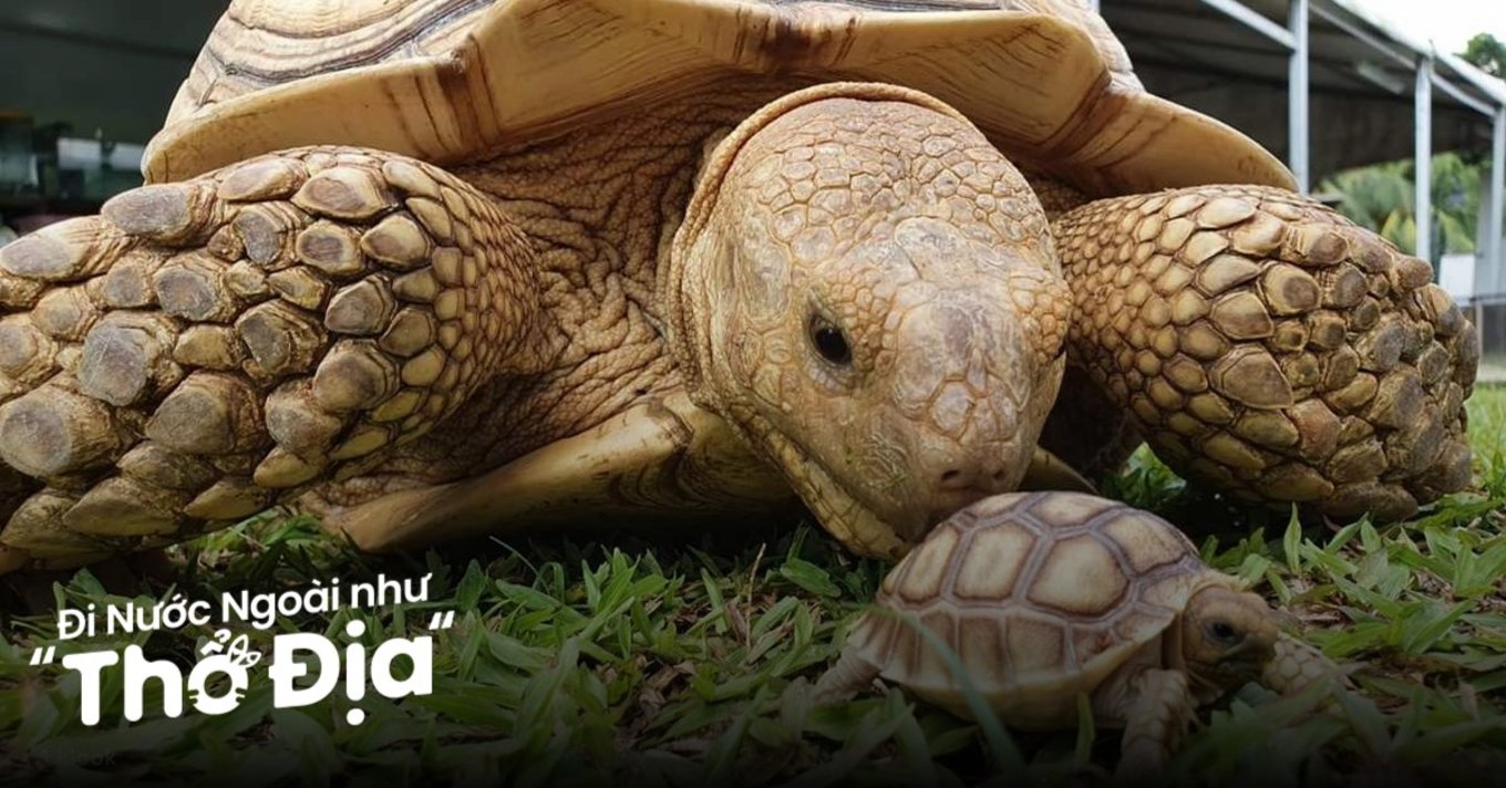 bao-tang-rua-song-singapore