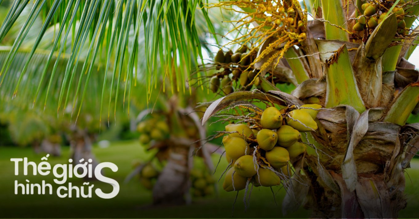 lich-trinh-du-lich-ben-tre-2-ngay-1-dem