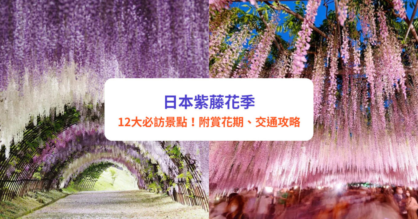日本紫藤花2025|12大夢幻紫藤花景點推介!附最佳賞花時間、祭典活動、交通攻略